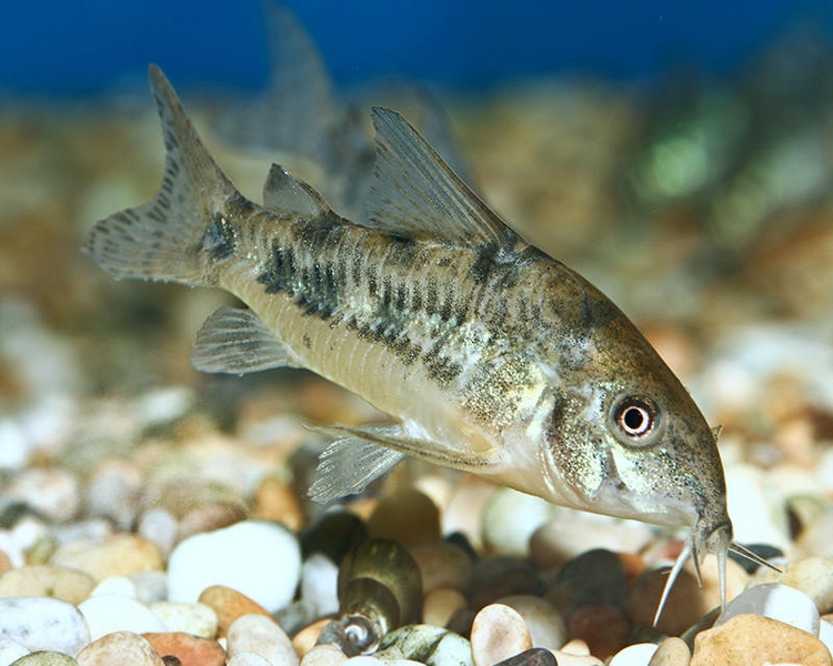 Peppered Corydoras ~ 3cm